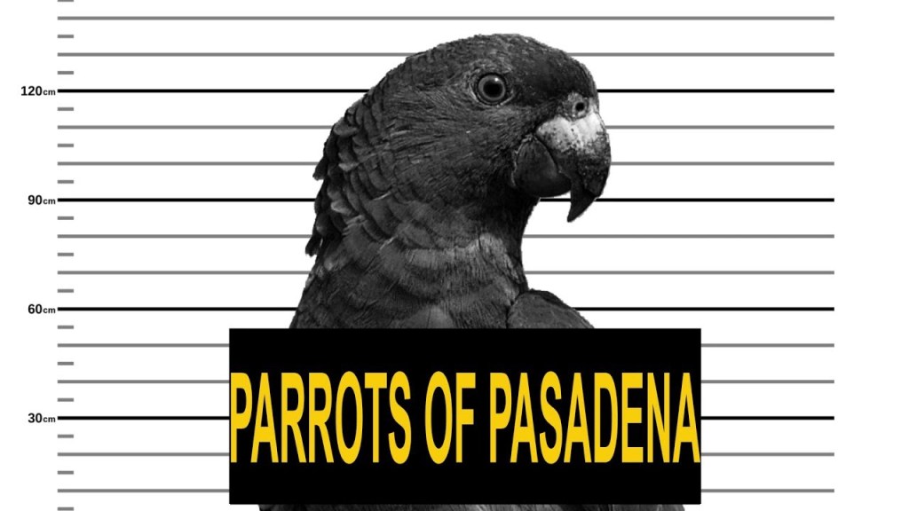 Black and white mugshot of a Parrot of Pasadena